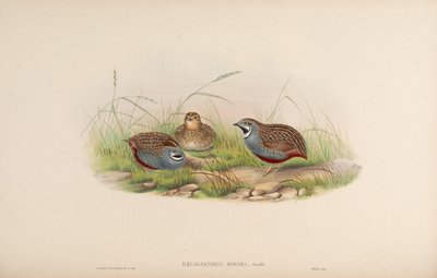 King Quail by John Gould